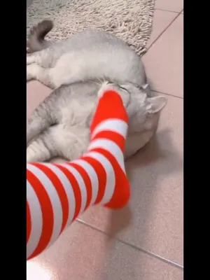 미소녀급 ~ 까칠한 아기고양이  국산야동 한국야동